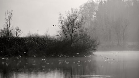 Flock of seagulls flying over lake in winter fogの写真素材