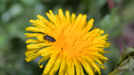 Buprestidae jewel beetle on a dandelion flower with pollen on head and feet on antennaeの写真素材