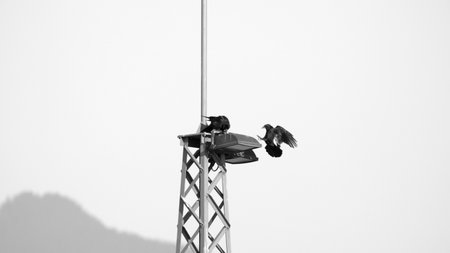 Raven lands on a headlight lantern in black and whiteの写真素材