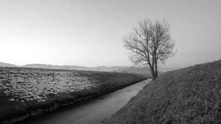 Narrow river with soft water flows in winter towards horizon, at the dam on the meadow snow and a single tree in black and white, shot in Austriaの写真素材