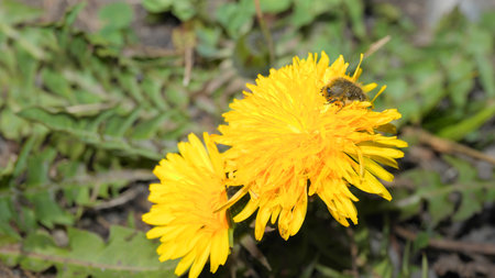 Buprestidae jewel beetle on yellow dandelionの写真素材
