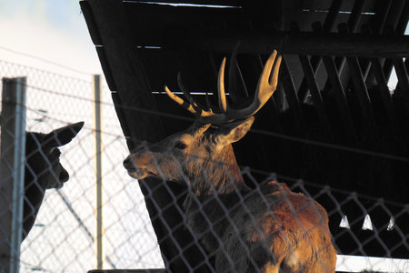 Deer with antlers standing behind fence under feed box next to second deer without antlers at Wildlife Park Feldkirch, Austriaの写真素材