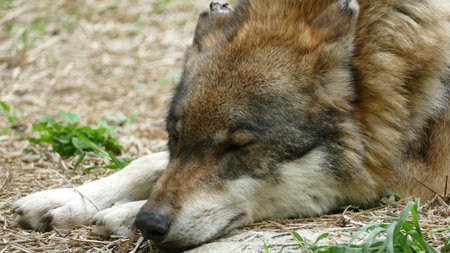 Portrait of sleeping wolf on the ground with muzzle on paws