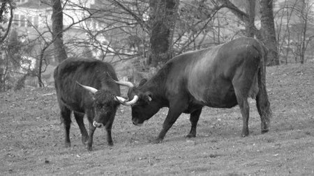 Two bulls with horns go at each other on a meadow with trees in background in black and whiteの写真素材