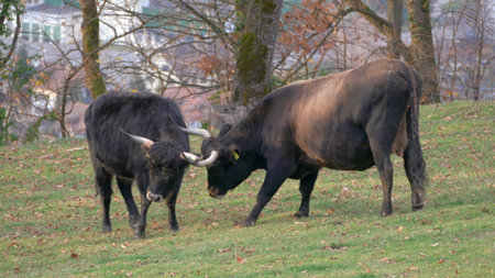 Two bulls with horns go at each other on a meadow with trees in backgroundの写真素材