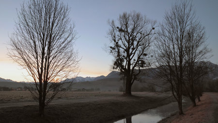 Large trees with long branches without leaves and leaning ladder next to a river on a morning in winter landscape, in the background houses and mountainsの写真素材