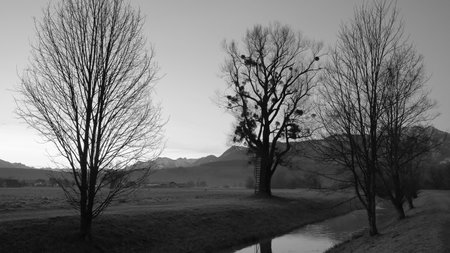 Large trees with long branches without leaves and leaning ladder next to a river in winter landscape, in the background houses and mountains in black and whiteの写真素材