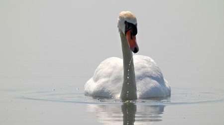 Swan with wet head and water drops beading down from his beakの写真素材