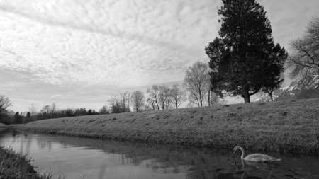 Young swan floating on river under cloudy sky with trees in background in black and whiteの写真素材
