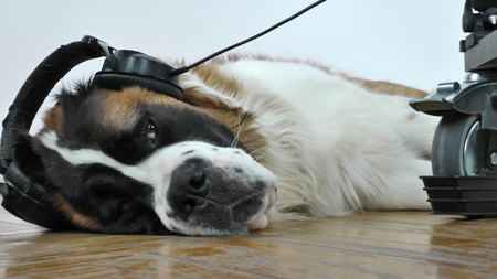A big dog lying on the floor. He listens to music on headphones.の写真素材