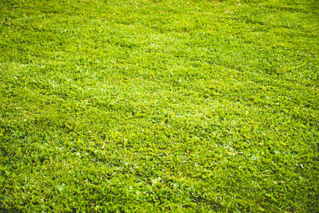 Natural green grass on a summer day.の写真素材