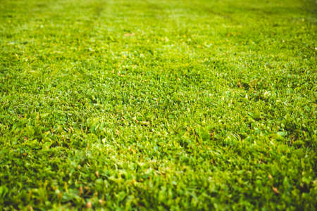 Natural green grass on a summer day.の写真素材