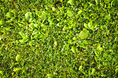 Natural green grass on a summer day.の写真素材