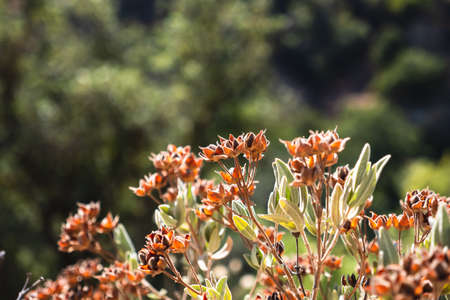 Orange wildflowers close up in the mountains on a sunny day.の写真素材