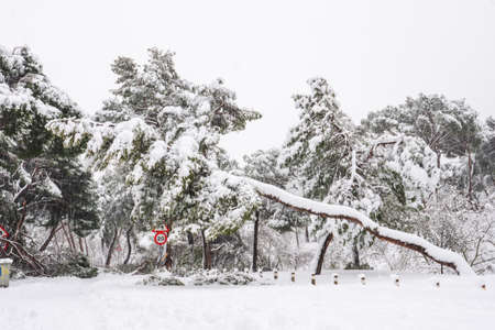 Snow covered path in the âCasa de Campoâ park in Madrid, with some fallen trees, pines and firs. Snowing during the âFilomenaâ storm.の写真素材