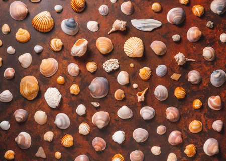 Different seashells on a brown wooden table. Memories of the beach in summer.の写真素材