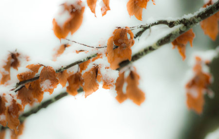 branch of winter preyの写真素材