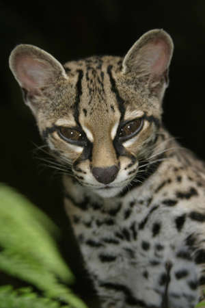 Juvenile Ocelote Watching a Preyの写真素材