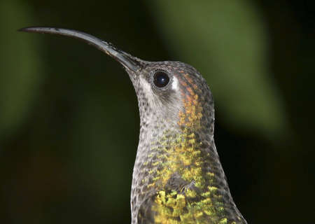 Portrait of a Handsome Green Hummingbirdの写真素材