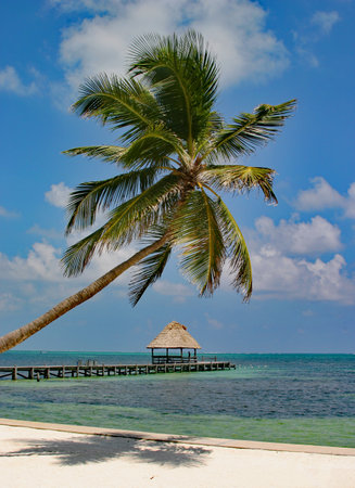 Palm tree and pier on a tropical beach in Belize.の写真素材