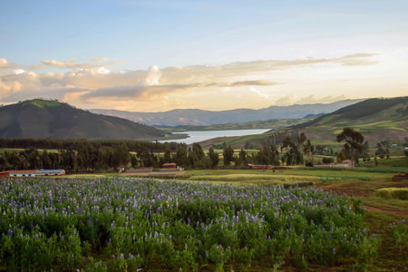Flowers and the smell of lavender cover this beautiful landscape.の写真素材