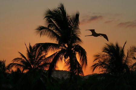 Coconut trees and birds come together at sunset to give us a beautiful postcardの写真素材