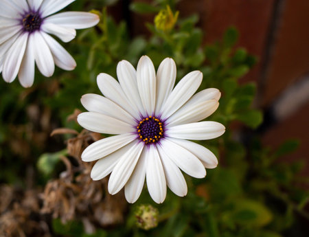 'Soprano White' (African Daisy) is a bushy, evergreen, tender perennial with a profusion of brilliant white daisy flowers adorned with bright sapphire blue eyes.の写真素材