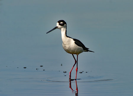 A Black Necked Stilt wading in shallow water.の写真素材