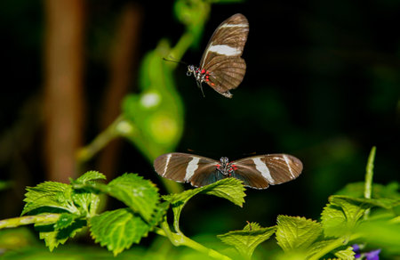 Butterflies are insects. Adult butterflies have large, often brightly colored wings, and...