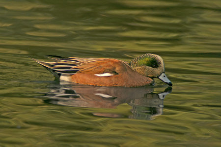 An American Wigeon Duck swimmingの写真素材