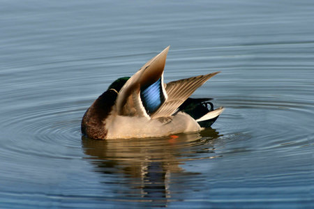 A Mallard duck preening his feathersの写真素材