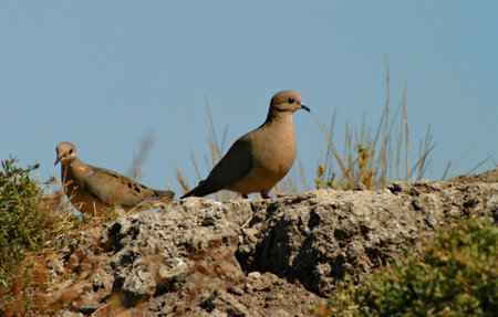 View of a couple of Mourning Doves sitting on a rock.の写真素材
