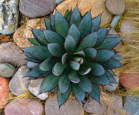 Succulent green cactus on a rocky backgroundの写真素材