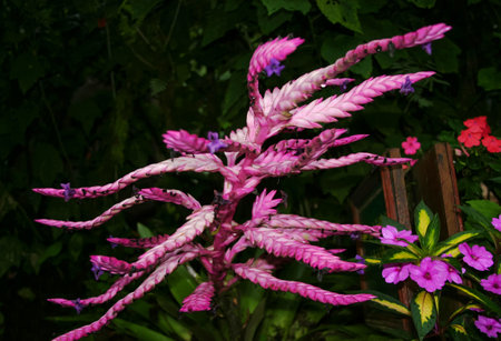 A portrait of a beautiful Purple Bromeliadの写真素材