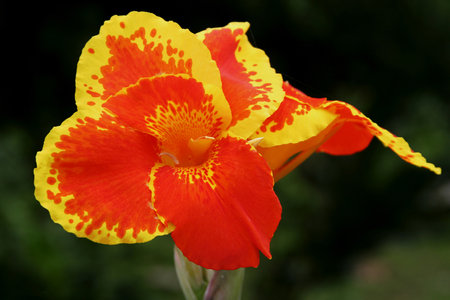 Multicolored Canna Indica in red and yellow.の写真素材