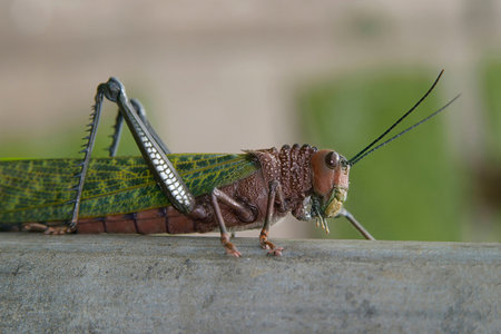 A Closeup of a Giant Grasshopperの写真素材