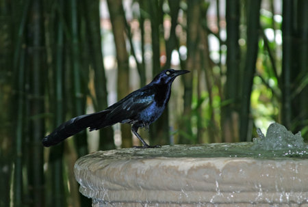 Black Bird drinking water at a fountainの写真素材