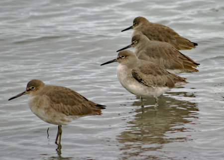 A small flock of Sandpipers sitting at low tideの写真素材