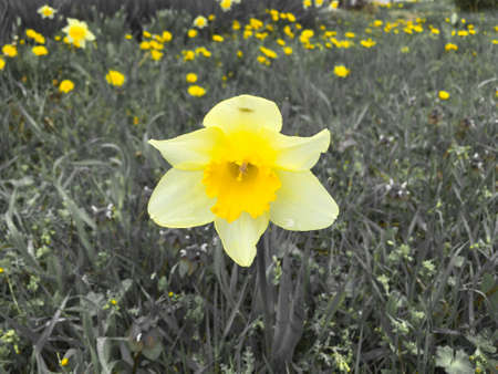 Yelow Flower, Desaturated Garden.のeditorial素材