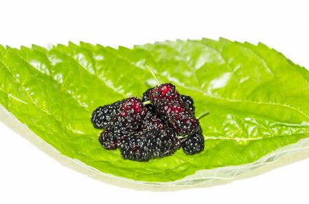 Blackberries with leaves isolated on white background and greenの写真素材