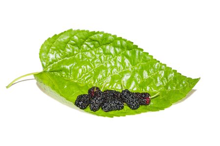 Blackberries with leaves isolated on white background and greenの写真素材