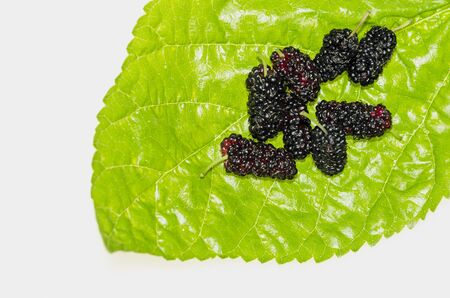 Blackberries with leaves isolated on white background and greenの写真素材