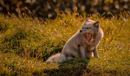Arctic fox yawning in the sun, Quebec, Canada.の写真素材