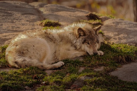 Grey wolf resting in Quebec, Canada.の写真素材