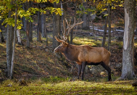 Wapiti in Omega park in Quebec, Canada.の写真素材