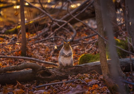 Grey squirl looking who's the photographer.の写真素材