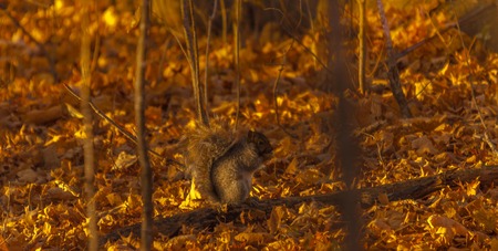 Grey squirrel looking who's the photographer.