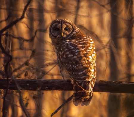 Barred owl resting in the autumn sun.1の写真素材