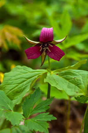 Canadian forest flower in the springの写真素材