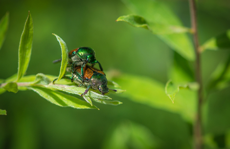 Scarab beetles mating on a plantの写真素材